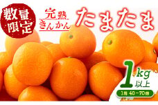 先行予約 完熟きんかん たまたま 計1kg以上 (1kg×1箱) 希少 期間限定 数量限定 フルーツ 果物 くだもの 柑橘 金柑 国産 食品 大粒 宮崎ブランド おすすめ デザート おやつ ギフト 贈り物 贈答 お返し お祝い おすそ分け 産地直送 日南市 送料無料_A91-24