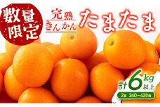  先行予約 完熟きんかん たまたま 計6kg以上 (3kg×2箱) 希少 期間限定 数量限定 フルーツ 果物 くだもの 柑橘 金柑 国産 食品 大粒 宮崎ブランド おすすめ デザート おやつ ギフト 贈り物 贈答 お返し お祝い おすそ分け 産地直送 日南市 送料無料_DC8-23