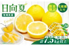 先行予約 日向夏 計7.5kg以上 化粧箱入り 期間限定 数量限定 果物 フルーツ くだもの 柑橘 みかん 令和8年発送 ジュース フルーツサンド おやつ デザート 国産 食品 おすすめ ギフト 贈り物 贈答 おすそ分け お祝い お返し 宮崎県 日南市 送料無料_E43-23