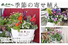 【10月頃から発送・お手軽ガーデニング】季節の寄せ植え（風の丘ガーデン） ギフト寄せ植え 贈答用寄せ植え 母の日 誕生日 記念