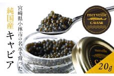 【定期便：年12回】【純国産宮崎キャビア】メルベイユキャビア 240g <20g×12回>
