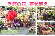 【農場直送！】季節の花　寄せ植え＜久保園芸＞