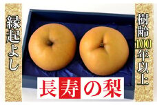 【産直もぎたて】樹齢100年以上・縁起のよい長寿の梨 1.2kg（国産 フルーツ ナシ 新高 果物 くだもの 贈答用 プレゼント）