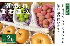【先行受付・産直もぎたて】シャインマスカット等と旬の梨セット計2kg（フルーツ 果物 くだもの シャインマスカット ブドウ 先行受付 2025 贈答用 プレゼント 限定）