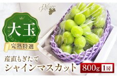 【先行受付・産直もぎたて】大玉 特選 シャインマスカット 800g（ぶどう ブドウ シャインマスカット シャイン マスカット フルーツ 果物 くだもの 旬 先行受付 2025 産地直送 限定）