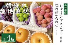 【先行受付・産直もぎたて】完熟シャインマスカット等と梨セット 計4kg（フルーツ 果物 くだもの シャインマスカット ブドウ ナシ 先行受付 2025 贈答用 プレゼント 限定）
