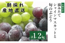 【先行受付・産直もぎたて】摘みたてシャインマスカットと旬のぶどう 1.2㎏程度（国産 フルーツ 果物 くだもの ブドウ シャインマスカット 2025 先行受付 贈答用 限定）