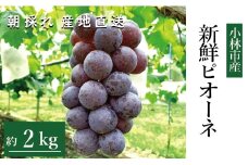【産直もぎたて】新鮮ピオーネ 2kg程度（国産 ブドウ ぶどう 果物 くだもの フルーツ 贈答用 プレゼント 限定）