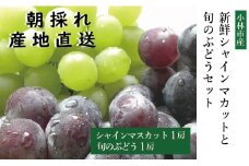 【産直もぎたて】シャインマスカットと旬のぶどうセット（果実 くだもの フルーツ ブドウ マスカット人気 限定 小林市）