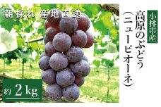 【産直もぎたて】高原のぶどう（ニューピオーネ）　2㎏程度