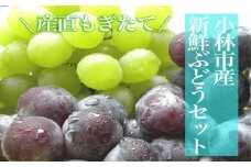 【産直もぎたて】シャインマスカットと旬のぶどうセット 2kg（国産 フルーツ 果物 くだもの ブドウ シャインマスカット 旬 贈答用 プレゼント 限定）