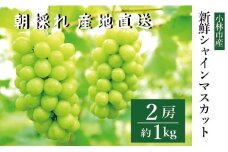 新鮮シャインマスカット2房　1kg程度（国産 フルーツ ぶどうブドウ 果物 くだもの 旬 限定）
