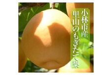 【産直もぎたて】里山のもぎたて梨　計4kg（果実 フルーツ 梨 ナシ 人気 限定 宮崎 小林市）