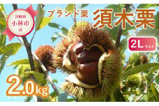 【期間・数量限定】ブランド栗「須木栗」2Lサイズ 2kg程度（生栗 マロン 栗 果物 フルーツ 限定 秋 旬）