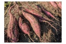 【産地直送】小林市産さつまいも「紅はるか」4kg
