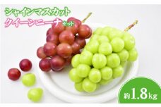 【ぶどう2種食べ比べ】シャインマスカット＆クイーンニーナ 計1.8kg程度（国産 フルーツ 果物 くだもの ブドウ シャインマスカット クインニーナ 食べ比べ）
