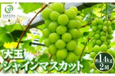 【数量限定】大玉 シャインマスカット 約1.4kg（700g×2房 フルーツ シャイン マスカット ブドウ ぶどう 果物 くだもの 旬 限定 人気 プレゼント）