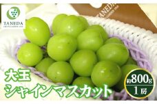 【産直もぎたて】大玉 シャインマスカット 800g（ぶどう ブドウ シャイン マスカット フルーツ 果物 くだもの 旬 産地直送 限定） 