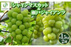 【ぶどう食べ比べ】シャインマスカットと瀬戸ジャイアンツ 1.5kg（フルーツ シャイン マスカット 瀬戸 ブドウ ぶどう 果物 くだもの 旬 限定 人気 プレゼント）
