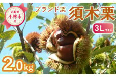 【期間・数量限定】ブランド栗「須木栗」3Lサイズ 2kg程度（生栗 マロン 栗 果物 フルーツ 限定 秋 旬）