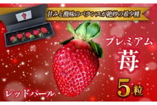 【先行受付・大粒厳選】プレミアムいちご レッドパール 5粒（果物 フルーツ イチゴ 苺 大粒 大玉 贈答用 プレゼント 期間限定）