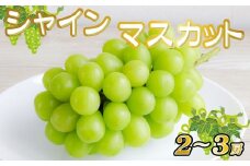 【産直もぎたて】シャインマスカット 1.3kg程度（2～3房 果実 くだもの フルーツ ブドウ 贈答用 限定）