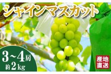 【先行予約】シャインマスカット 2kg（3～4房 国産 ブドウ シャイン マスカット 果物 産地直送 数量限定 限定）