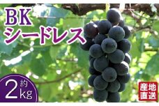 【数量限定受付】BKシードレス 2kg程度（ぶどう ブドウ 巨峰 フルーツ 果物 限定）