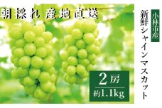 【産直もぎたて】新鮮シャインマスカット2房（1.1㎏程度）（果実 フルーツ ぶどう マスカット 2025 先行予約 人気 限定 宮崎 小林市） 
