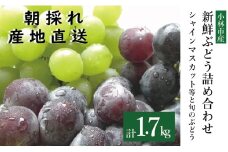 【先行受付・産直もぎたて】シャインマスカットと旬のぶどう 1.7kg程度（果実 フルーツ ぶどう マスカット 2025 先行予約 人気 限定 宮崎 小林市）
