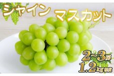 【産直もぎたて】シャインマスカット 1.2kg程度（果実 くだもの フルーツ ブドウ マスカット 贈答用 限定）