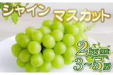【産直もぎたて】シャインマスカット 2kg程度（果実 くだもの フルーツ ブドウ マスカット 贈答用 限定）