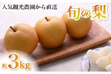 【観光農園直送！】旬の梨詰め合わせ 3kg（梨 なし ナシ 果物 フルーツ 限定）