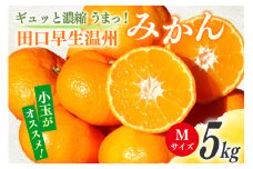 【期間限定発送】 みかん 5kg ギュッと濃縮 うまっ！ 田口早生温州みかん M [黒田農園 宮崎県 日向市 452061307] 果物 フルーツ ミカン 蜜柑 柑橘