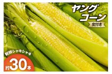 【期間限定発送】朝どれ ヤングコーン 皮つき 約30本 [増田園芸 宮崎県 日向市 452060157] とうもろこし トウモロコシ ベビーコーン 新鮮 採れたて 直送 先行予約