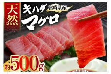 マグロ 刺身 宮崎県産 天然 キハダマグロ 約500g [ミツイ水産 宮崎県 日向市 452061258] まぐろ 鮪 ブロック