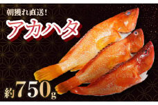 KU013 ＜2025年7月より順次発送＞宮崎県串間産アカハタ(計約750g・2～3匹)延縄漁による朝どれ高級魚を漁師直送！【豊漁丸】