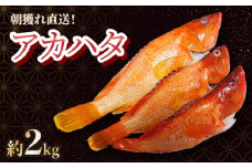 KU015 ＜2025年7月より順次発送＞宮崎県串間産アカハタ(計約2kg・4～8匹)延縄漁による朝どれ高級魚を漁師直送！【豊漁丸】