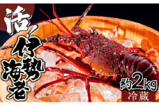 KU069 【先行予約】＜数量限定＞宮崎県串間産伊勢エビ(計約2kg・3～8匹) 【豊漁丸】