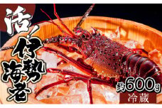 KU067【先行予約】 ＜数量限定＞宮崎県串間産伊勢エビ(計約600g・1～3匹) 【豊漁丸】
