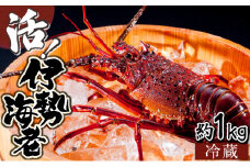 KU068 【先行予約】 ＜数量限定＞宮崎県串間産伊勢エビ(計約1kg・2～4匹) 【豊漁丸】