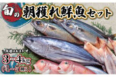 KU070【先行予約受付中】宮崎県串間産 朝獲れ鮮魚セット計約3～4kg(4～5種) 定置網による厳選「朝獲れ鮮魚」を漁師直送！ 【豊漁丸】