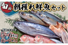 KU072【先行予約受付中】宮崎県串間産 朝獲れ鮮魚セット計約5～6kg(6～7種) 定置網による厳選「朝獲れ鮮魚」を漁師直送！ 【豊漁丸】
