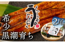 KU469-2 くしまの黒潮うなぎ蒲焼２尾（合計400g前後）【大田商店】