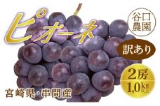 TNBP2 ＜先行予約・訳あり＞ 串間産ピオーネ　計1.0kg以上（2房）種なし【谷口農園】