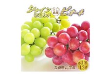 TNBSP-13 ＜先行予約＞ 串間産シャインマスカット1房・ピオーネ（大粒・大房・種なし）1房 計1.3kg以上【谷口農園】