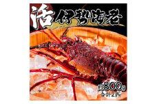 HRISI-80 【先行予約】＜数量限定＞宮崎県串間産伊勢エビ（約800g）【豊漁丸】