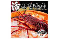 HRISI-45 【先行予約】 ＜数量限定＞宮崎県串間産伊勢エビ（約450g）【豊漁丸】