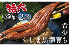OTUTD-2【数量限定】特大くしまの黒潮うなぎ蒲焼２尾（合計500g前後）【大田商店】