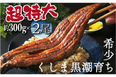 OTUCT-2【数量限定】超特大くしまの黒潮うなぎ蒲焼２尾（合計600g前後）【大田商店】
